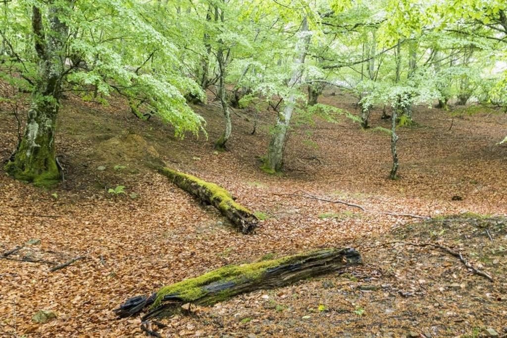 Los Molinos - Atico en Montaña de Asturias Felechosa Exterior foto